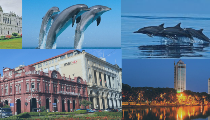 Dolphin Watching and Colombo City Tour