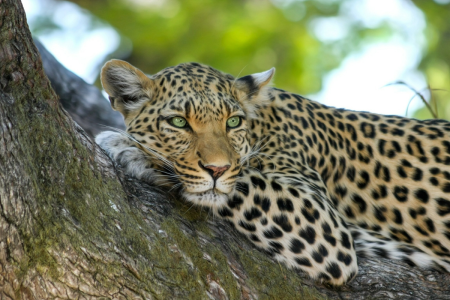 Discover Sri Lanka's Heart A Journey Through Nature, Culture, and Wildlife