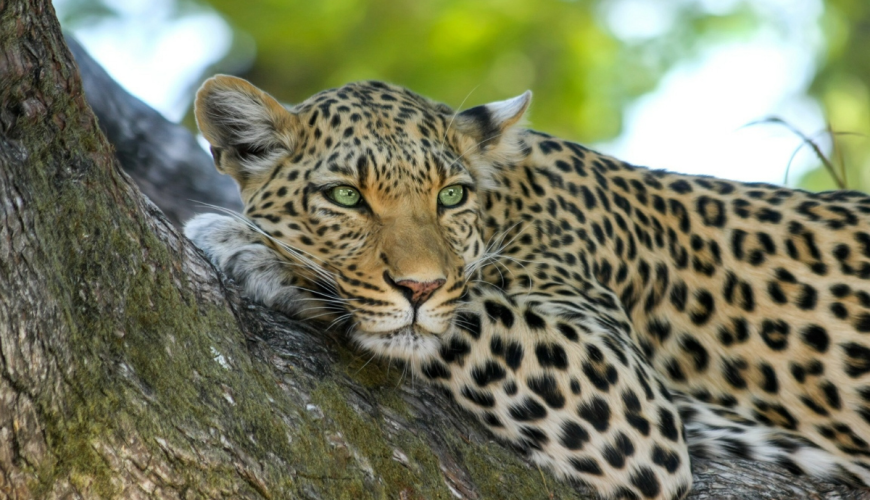 Discover Sri Lanka's Heart A Journey Through Nature, Culture, and Wildlife