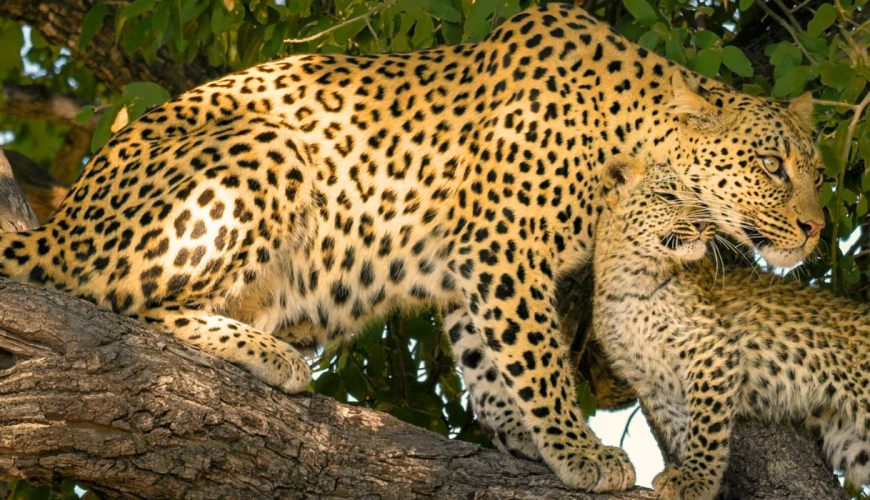 Wilpattu National Park Day Tour