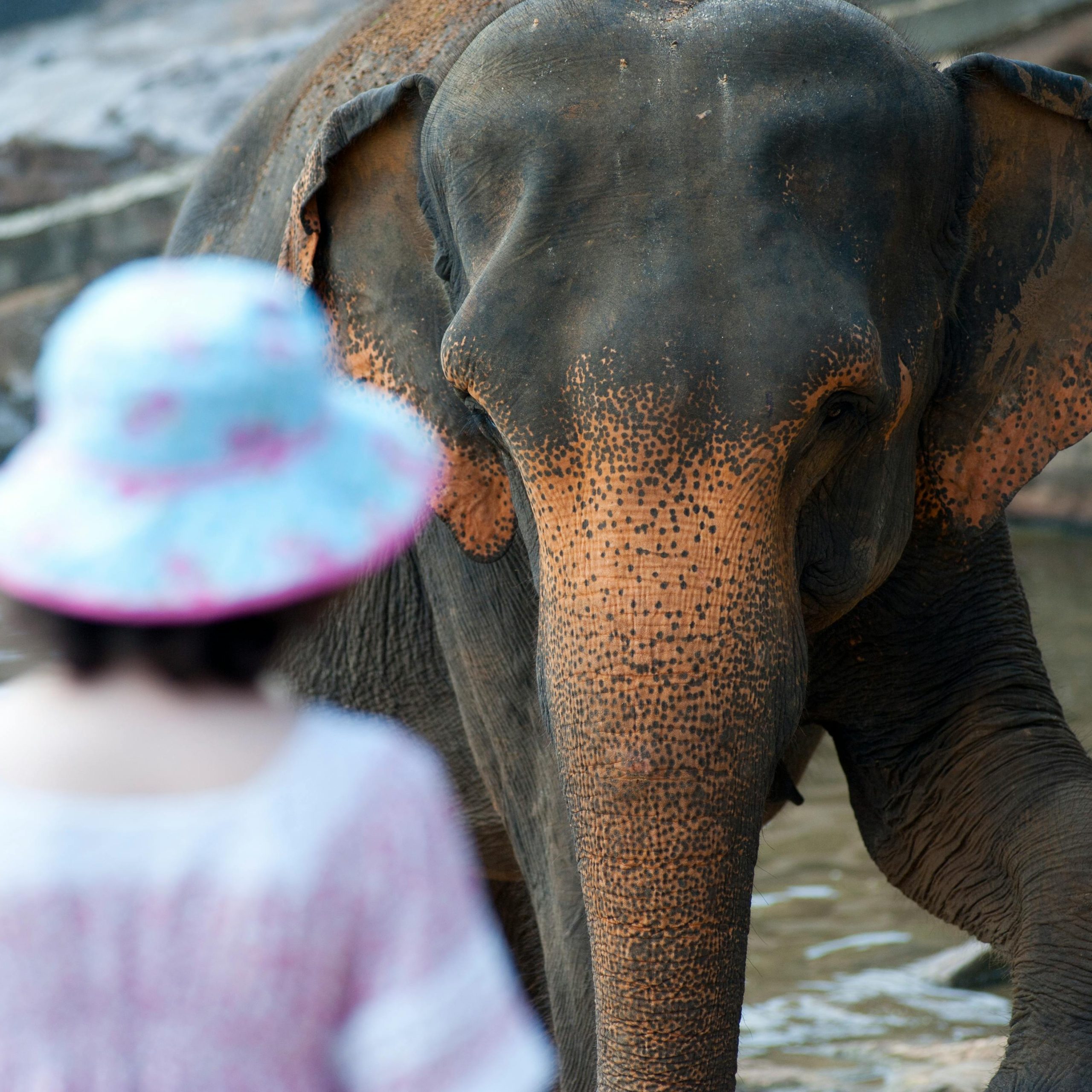 Day 1: Arrival & Pinnawala Elephant Orphanage 