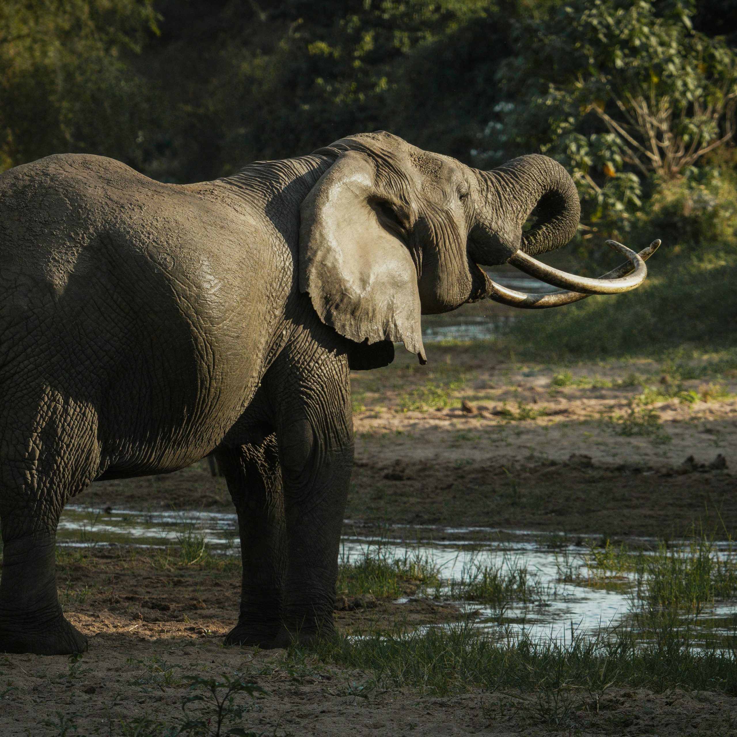 Day 6: Transfer to Udawalawe – Wildlife Safari 